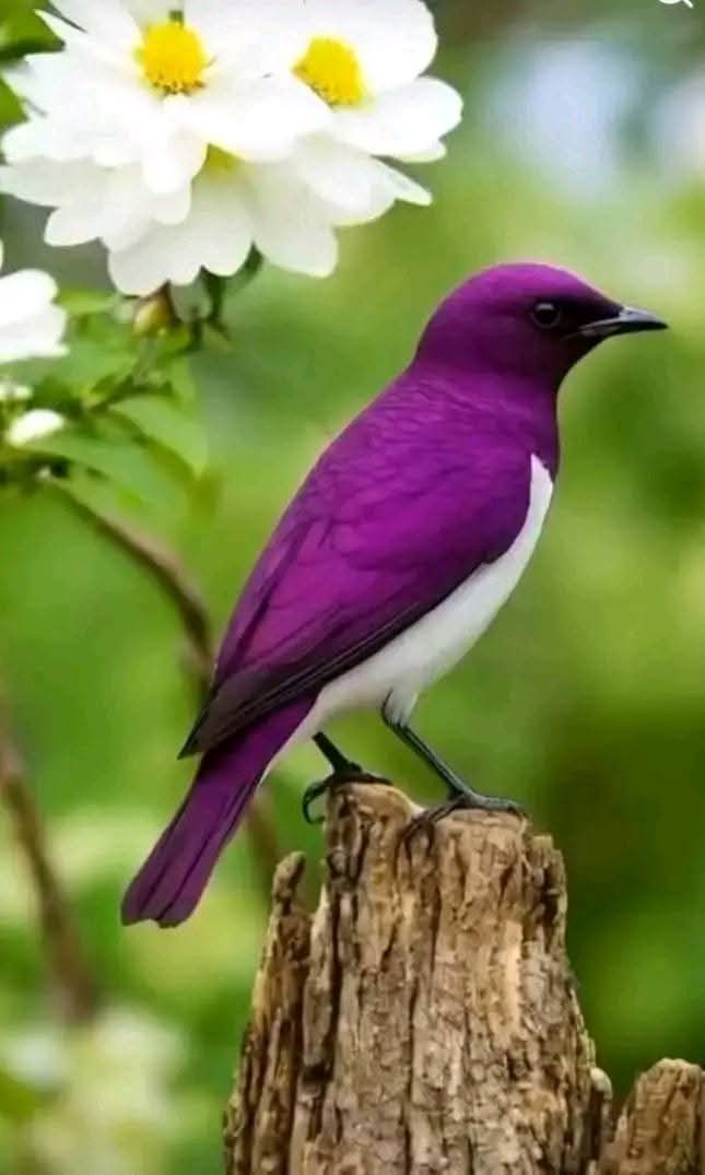 mohamed himidan_zcUvH